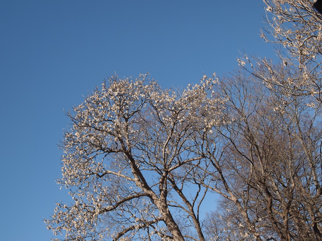 Keväinen kuva vappuna 2013